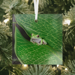 Ornement En Verre Grenouille D'Arbre Sur Une Feuille