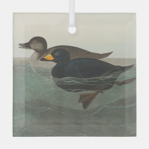 Ornement En Verre Impression de Macreuse noire d'Audubon : Canard cô