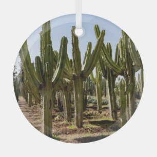 Ornement En Verre Jardin de cactus, paysage désertique tropical.