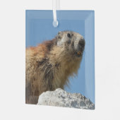 Ornement En Verre Marmotte alpine sur roche (Avant gauche)