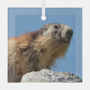 Ornement En Verre Marmotte alpine sur roche