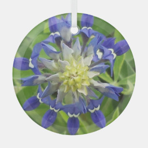 Ornement En Verre Oeil du Texas Bluebonnet Ornament