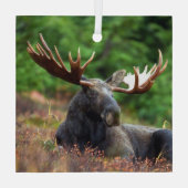 Ornement En Verre Oie (Verso)