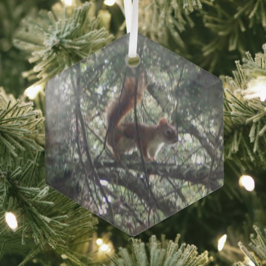 Ornement En Verre Red Squirrel Glass Hexagon Ornament (Insitu)