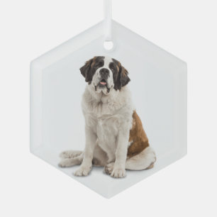 Ornement En Verre Saint Bernard Chien Animaux de compagnie