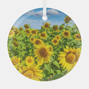 Ornement En Verre Terrain de tournesol, ensoleillé l'été.