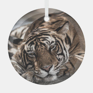 Ornement En Verre Tigre de Ranthambore : gros plan.