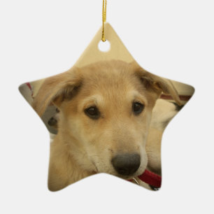 Ornement Étoile En Céramique Chiens mignons et Chiens de marionnettes Mans deux