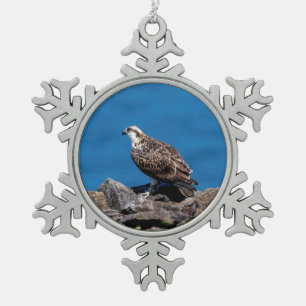 Ornement Flocon De Neige Balbuzard pêcheur sur les rochers