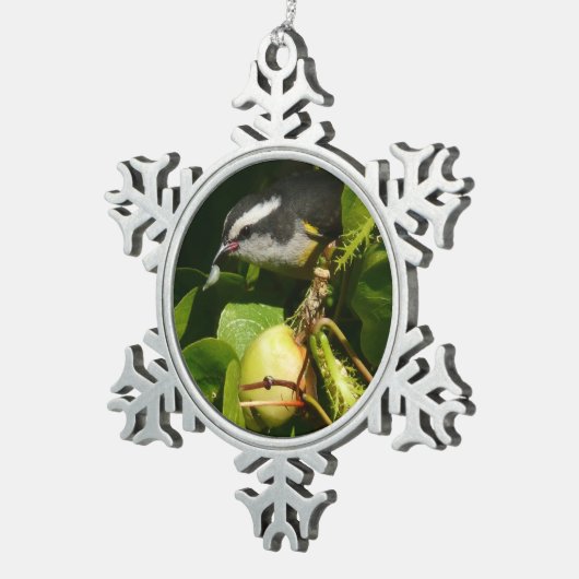 Ornement Flocon De Neige Bananaquit Bird Mange Photographie tropicale (Vue impression)