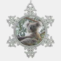 Ours de koala