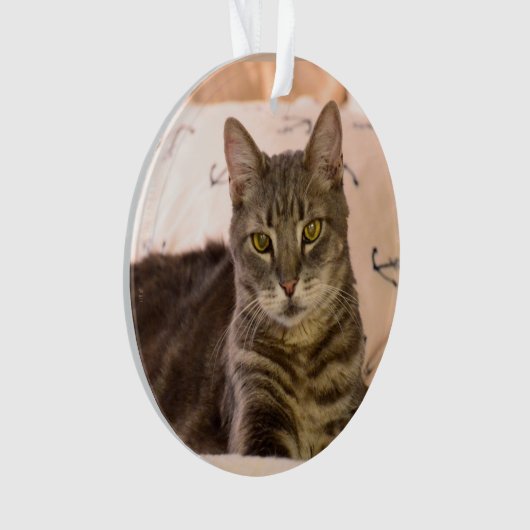 ornement gris de chat tigré (devant)