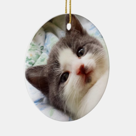 Ornement gris et blanc de chaton (Droite)