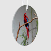 Ornement Macaw à ailes vertes #2 (devant)