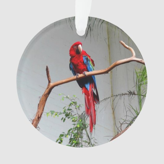 Ornement Macaw à ailes vertes #2 (devant)