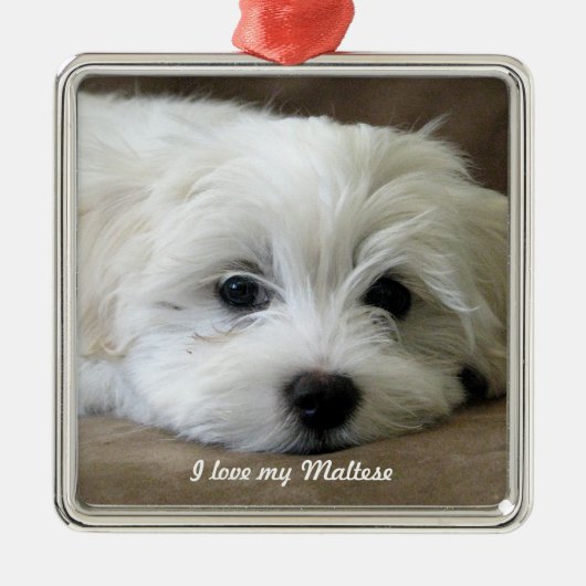 Ornement maltais (Devant)