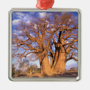 Ornement Métallique Afrique, Botswana, Delta de l'Okavango. Baobab