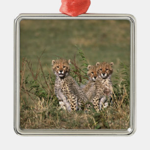 Ornement Métallique Afrique ; Kenya ; Masai Mara ; Trois bébés guépard