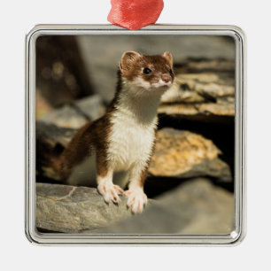 Ornement Métallique Alerte Weasel