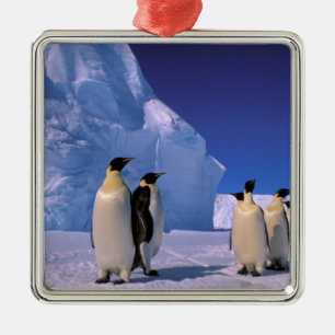 Ornement Métallique Antarctique, Territoire antarctique australien, 7