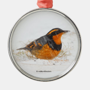 Ornement Métallique Beautiful Varied Thrush Songbird in the Snow