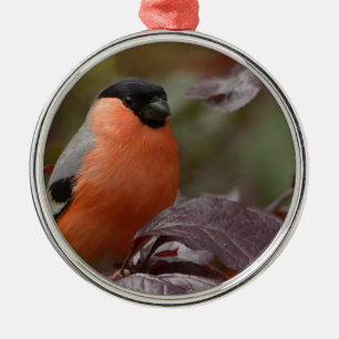 Ornement Métallique Bull Finch