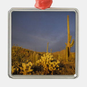 Ornement Métallique cactus saguaro, Carnegiea gigantea, et teddy