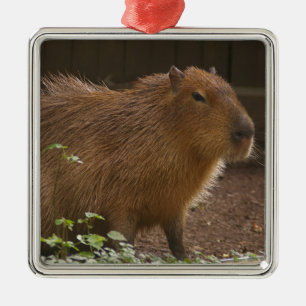 Ornement Métallique Capybara