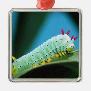 Ornement Métallique Chenille du papillon Prométhée, Callosamia