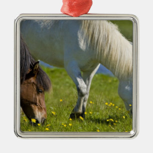Ornement Métallique Chevaux islandais dans l'ouest de l'Islande.