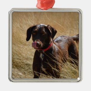Ornement Métallique Chocolat Brown Labrador Retriever