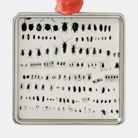 Ornement Métallique Collection de l'insecte de Darwin (Devant)