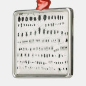 Ornement Métallique Collection de l'insecte de Darwin (Gauche)