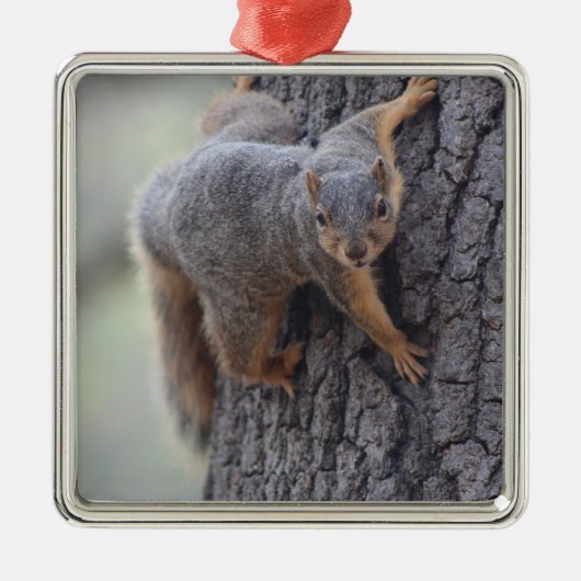 Ornement Métallique Écureuil de accrochage (Devant)