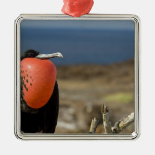 Ornement Métallique Equateur, Galapagos, île de Genovesa. Prince