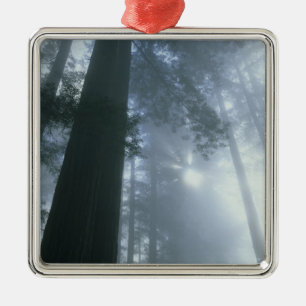 Ornement Métallique États-Unis, Californie, Parc national de Redwood,