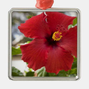 Ornement Métallique États-Unis, Hawaï, Oahu. L'Hibiscus est la