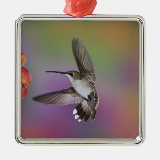 Ornement Métallique Femme Ruby Throated Hummingbird en vol (Devant)