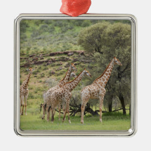 Ornement Métallique Girafe, camelopardalis de Giraffa, Kgalagadi 3