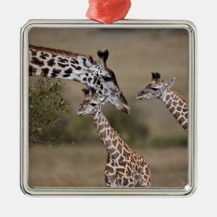 Ornement Métallique Girafe maasaï (Giraffe Tippelskirchi)