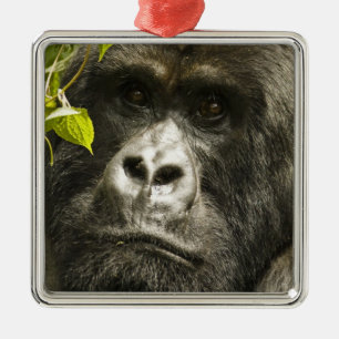 Ornement Métallique Gorille des montagnes, Gorilla beringei beringei,