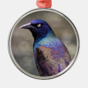 Ornement Métallique Grackle commun