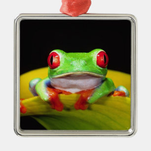 Ornement Métallique Grenouille arboricole aux yeux rouges, Agalychinis