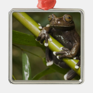 Ornement Métallique Grenouille arboricole captive de Tapichalaca Hylos