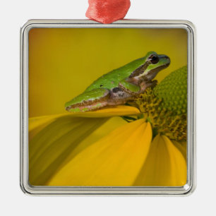 Ornement Métallique Grenouille arboricole du Pacifique sur des fleurs