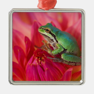 Ornement Métallique Grenouille arboricole du Pacifique sur des fleurs