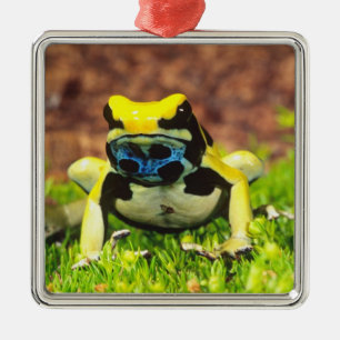 Ornement Métallique Grenouille empoisonnée teinturière, Dendrobates ti