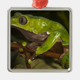 Ornement Métallique Grenouille feuille géante Phyllomedusa bicolor) 3