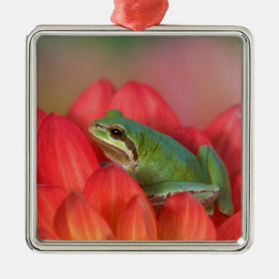 Ornement Métallique Grenouille léopard sur des fleurs dans le jardin