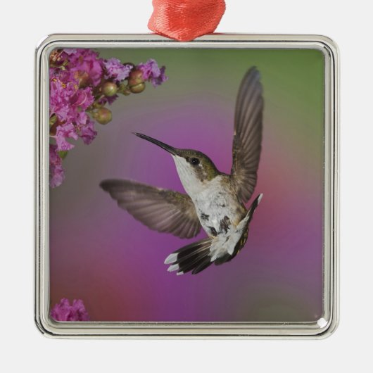 Ornement Métallique Homme juvénile Ruby Throsé Hummingbird (Devant)